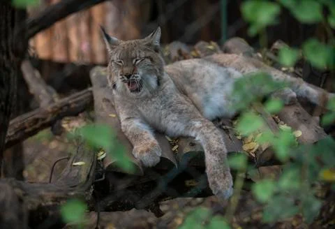 Eurasian lynx in Sofia zoo Stock Photos