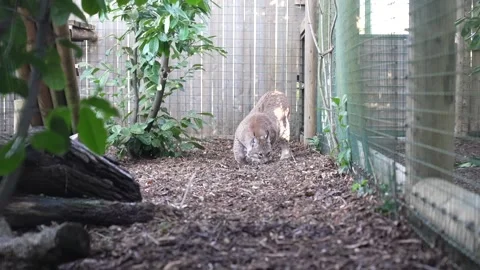 Eurasian lynx takes first steps in UK sanctuary after rescue from Ukraine Video stock 329110922