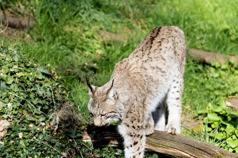 Eurasian Lynx Walking Stock Photos
