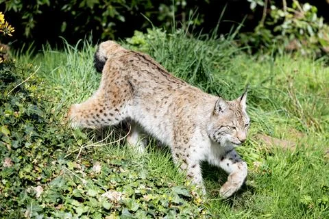Eurasian Lynx walking Stock Photos