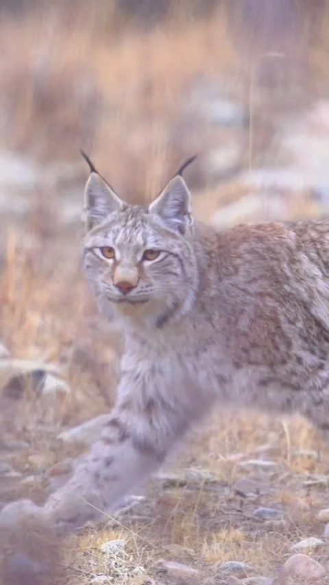 Eurasian lynx walking through dry grassland in natural habitat Stock Footage 334824600