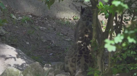 Eurasian lynx in the Wild Stock Footage 66185982