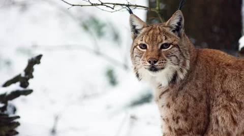 Eurasian Lynx in winter Vidéo 59169177