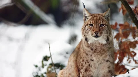 Eurasian Lynx in winter Stock-Footage 59169185