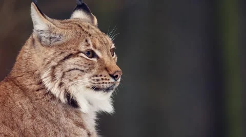 Eurasian Lynx in winter Vidéo 59169232