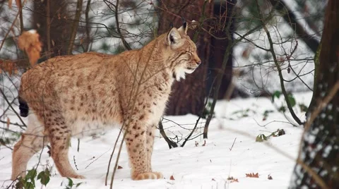 Eurasian Lynx in winter Video stock 59169266
