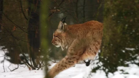 Eurasian Lynx in winter Stock-Footage 59169829