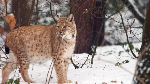 Eurasian Lynx in winter Stock-Footage 59462539