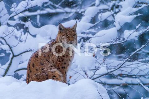 Eurasian lynx in winter Stock Photos