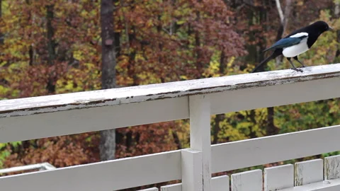 Eurasian magpie Stock Footage 253740813