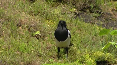 Eurasian Magpie hops in grass Stock Footage 22372680