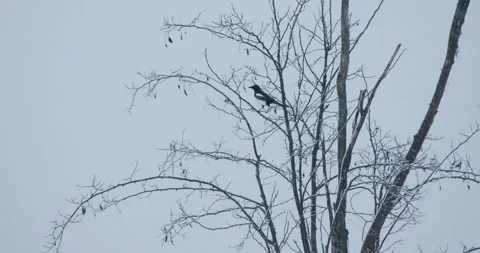 An Eurasian magpie perched on a bare tree during snowfall as night falls Stock-Footage 266155150
