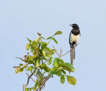 Eurasian Magpie Perched High on Tree Branch Against Clear Blue Sky Stock Photos