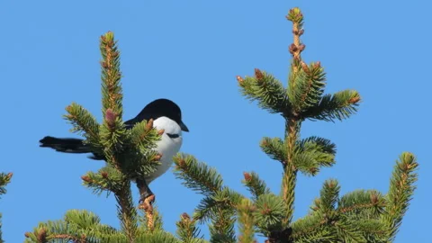 An Eurasian Magpie sitting in a tree Stock Footage 146855238