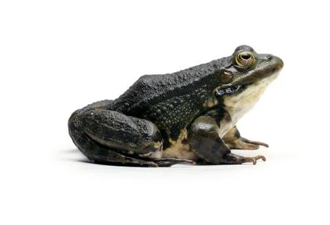 Eurasian Marsh Frog Foto stock