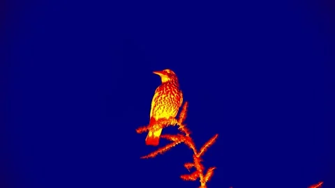 A Eurasian nutcracker infrared Stock Footage 218481063
