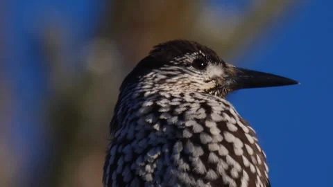Eurasian nutcracker looks around Stock Footage 269343189