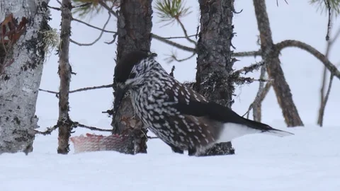 Eurasian nutcracker,  (Nucifraga caryocatactes) eats a fish Stock Footage 269343188
