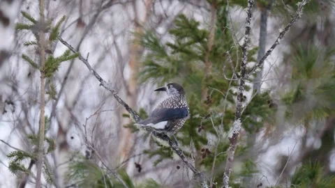 Eurasian nutcracker sits on a tree. Nucifraga caryocatactes Stock Footage 269343190