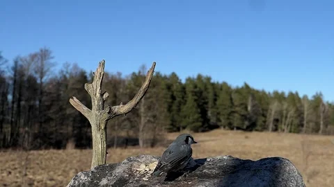 Eurasian nuthatch arrives to get some sunflower seeds during sunset. Video stock 295821130