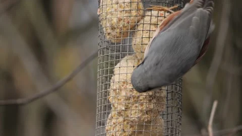 Eurasian Nuthatch on Bird Feeder Close Up Stock-Footage 234073226