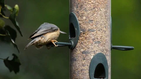 Eurasian nuthatch on the bird feeder Stock Footage 108021855