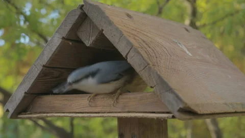 Eurasian nuthatch in a bird feeder Stock-Footage 295126362