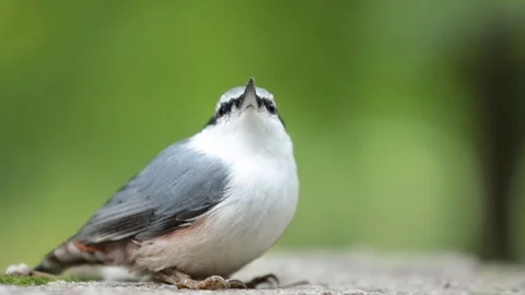 Eurasian nuthatch bird Stock Footage 79832972