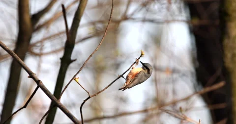Eurasian Nuthatch bird perched on the end of a twig and eating pecking tree buds Stock Footage 239388695