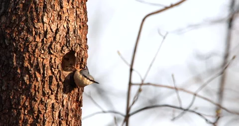 Eurasian Nuthatch bird perched on a large tree trunk near a hole looking around Stock Footage 239388690