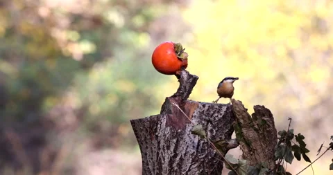 Eurasian Nuthatch bird perched on a tree stump looking for larvae slow motion Vídeo Stock 239108949