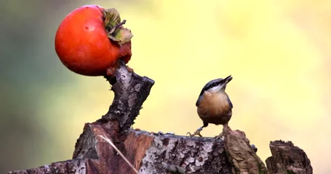 Eurasian Nuthatch bird perched on tree stump looking for larvae slow motion clos Stock Footage 239109027