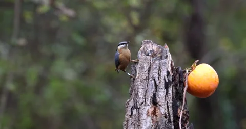 Eurasian Nuthatch bird perched on a tree stump looking for larvae slow motion Stock Footage 239109195