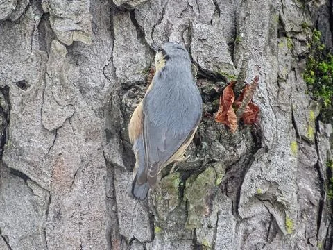 Eurasian nuthatch bird on a tree in Romania Фото