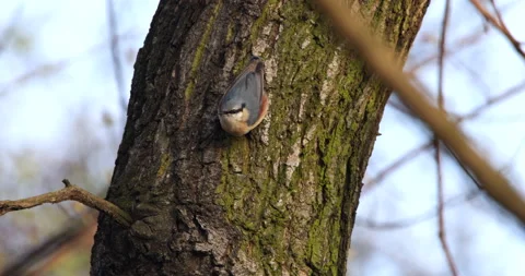 Eurasian Nuthatch bird walking on a bark of a large tree and disappearing behind Stock Footage 239389089