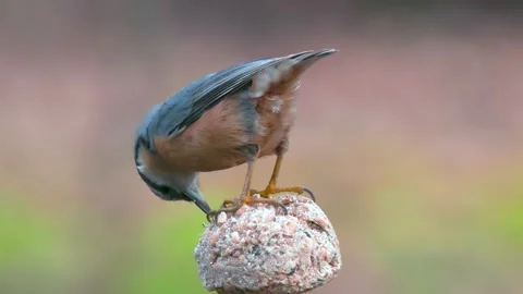 Eurasian Nuthatch on a blurred background Stock Footage 281966041