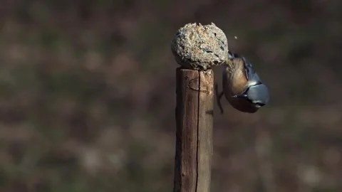 Eurasian Nuthatch on a blurred background, slow motion Stock Footage 281966499