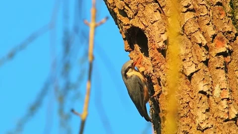 Eurasian nuthatch building a nest in spring Stock Footage 130586769