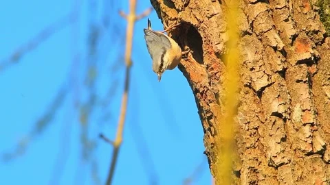 Eurasian nuthatch building a nest in spring Stock Footage 130586808