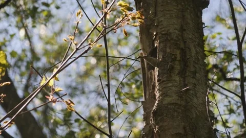 Eurasian Nuthatch Cleaning Tree Nest, Flying Out From Tree Hole, Spring scene Vídeos de archivo 240904533
