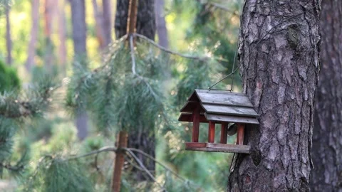Eurasian Nuthatch Climbing Down Pine Tree Trunk Stock Footage 346248514