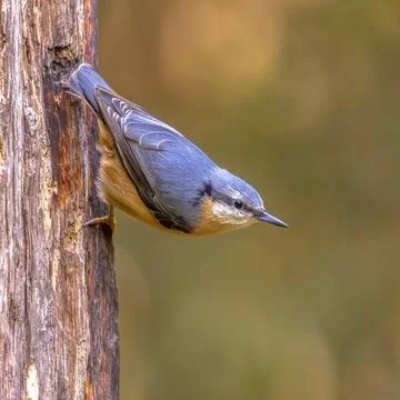 Eurasian Nuthatch Climbing Down Tree Trunk, Drenthe, Netherlands 写真素材