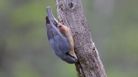 Eurasian Nuthatch Climbing Downwards on a Tree Trunk Stock-Footage 331828489