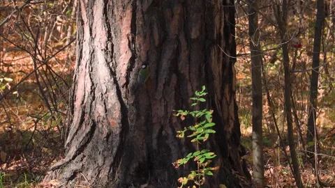 Eurasian nuthatch climbing a pine tree in an autumn forest Stock Footage 314032492