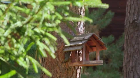 Eurasian Nuthatch Clinging to Pine Tree Bark by Feeder Stock Footage 346248221