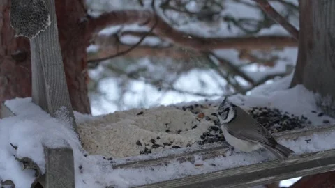 Eurasian Nuthatch, Crested Tit, Blue Tit and Gray Tit in feeder Stock Footage 326359670