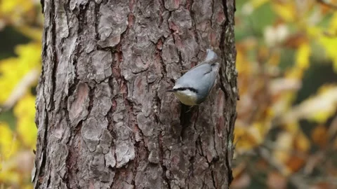 Eurasian nuthatch eating a seed upside down Stock Footage 141841844