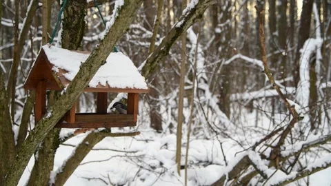 Eurasian nuthatch eats seeds from bird feeder Stock Footage 259469504