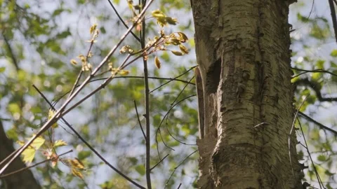 Eurasian Nuthatch Entering Tree Nest Hole, Ornithology Spring scene Stock Footage 240904752