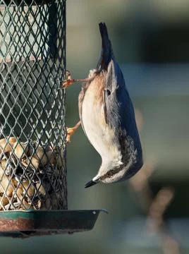 Eurasian nuthatch on feeder Stock Photos